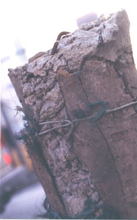 STADSBOOM - 1995 - boombast, cement, groen visnet - hoogte 90 cm - Opgeofferd aan de stad